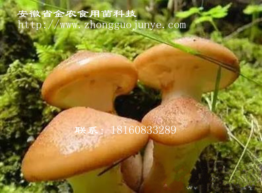 一种蘑菇被誉为“宫廷珍品”你知道它是谁吗(图6)