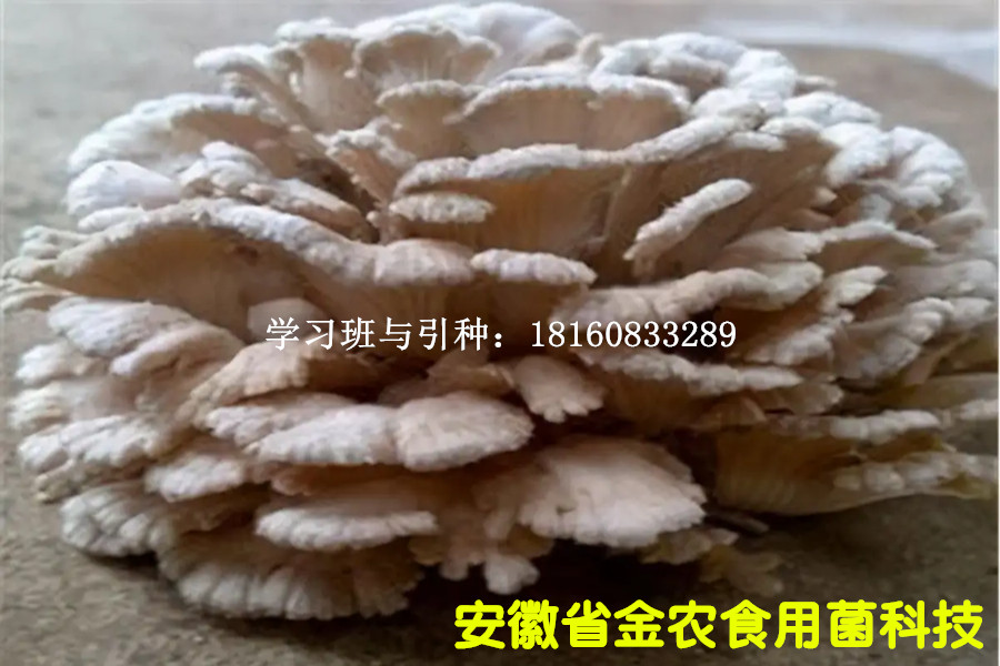 珍稀食用菌——白参菌(图6)