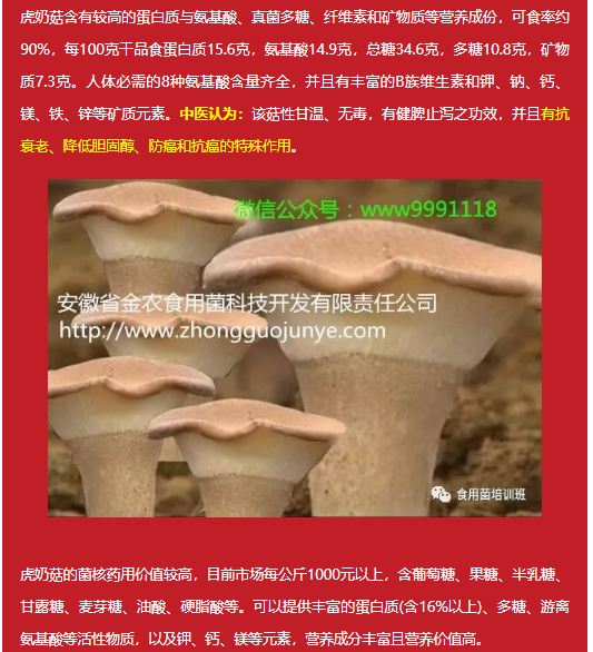 珍稀药用菌——虎奶菇(图4)