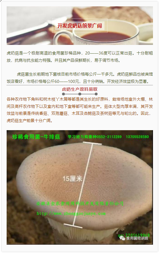 珍稀药用菌——虎奶菇(图8)